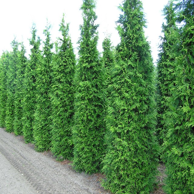 Thuja plicata 'Excelsa'